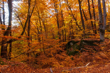 Wall Mural - Autumn beech forest with sun rays among yellow leaves. Golden bright mystical mysterious landscape with fabulous trees. A journey through the forest. Beauty of nature. Natural background for design