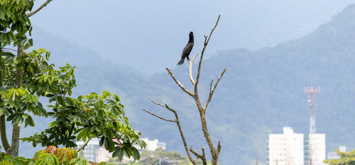 Wall Mural - Photograph of a Neotropic cormorant. The bird was found on the beach of Caraguatatuba in São Paulo, Brazil.	