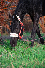 Wall Mural - portrait of beautiful black horse grazing in field. spring time. close up