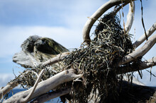 Seaweed On Driftwood