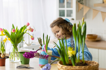 Cute little girl in a pretty blue dress doing home gardening in the kitchen, taking care about flowers and plants. Domestic life, cozy atmosphere, family time, kid's development, hobby, leisure