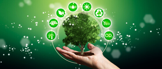 Wall Mural - man´s hands holding tree as energy efficiency concept. renewable energy by 2050 carbon neutral energ