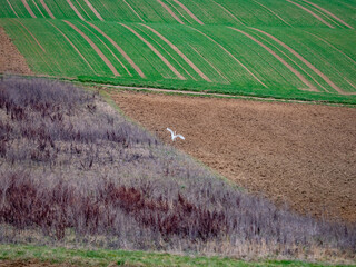 Wall Mural - Hügelige Agrarlandschaft im Winter