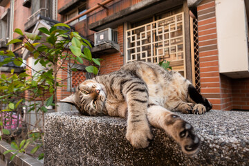 Poster - lazy tabby cat sleep on a ground