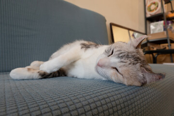 Canvas Print - cat sleeping on the sofa