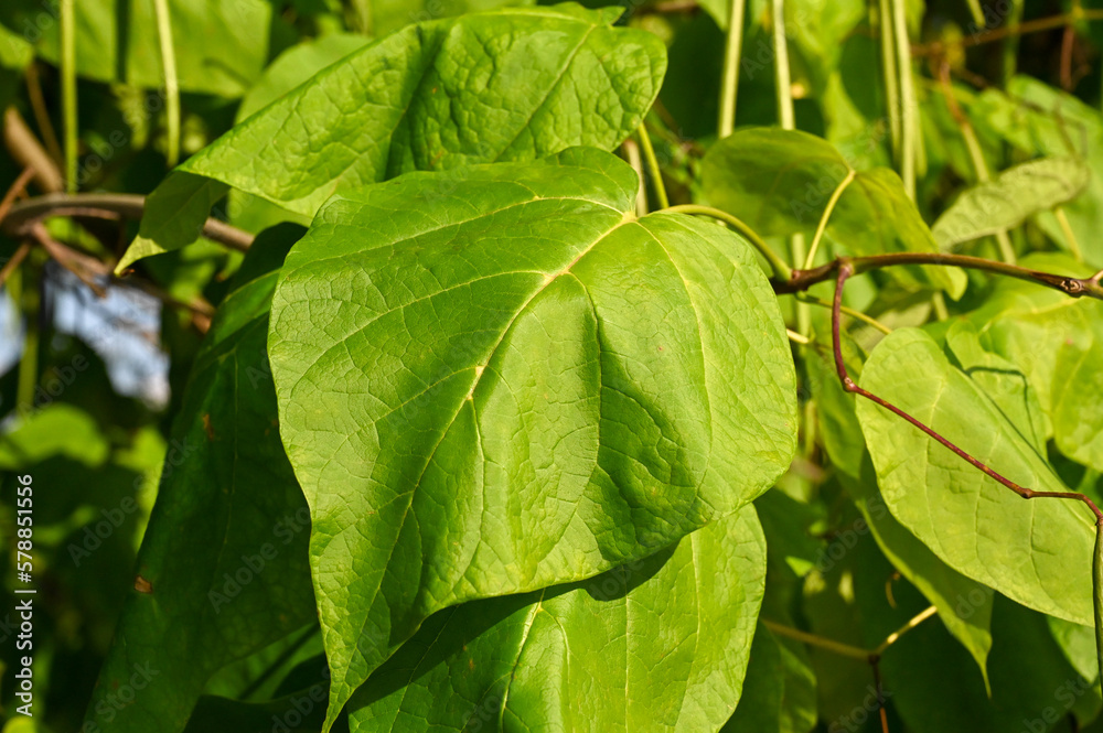 Indian bean tree growing in forest. Flowers, branches and leaves of tree in park. Leaves of Catalpa bignonioides in summer. Cigartree.