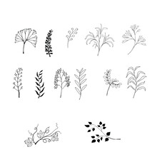Set Of Leaves And Branches. Hand-drawn Decorative Elements. Vector Illustration