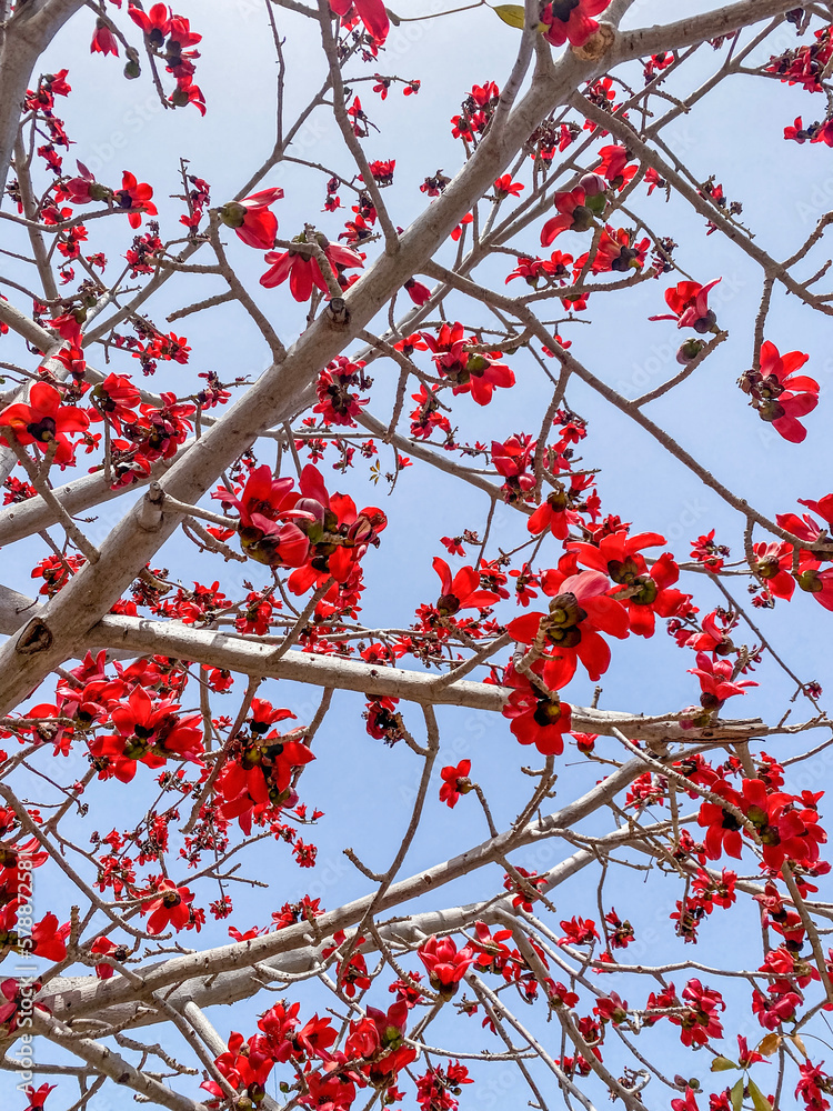 Red cotton tree with flowers against blue sky, closeup