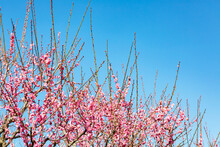 青空とピンク色の梅の花	