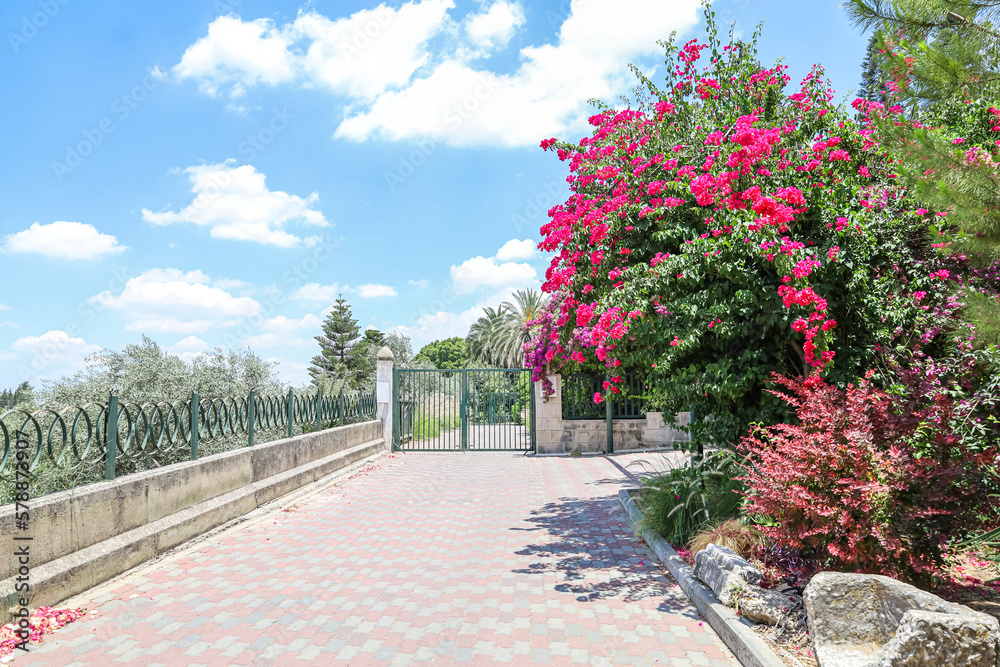 View of beautiful pink flowers in park