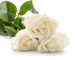 Fototapeta Dmuchawce - Fresh rose flowers isolated on white background, closeup