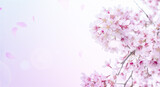 Fototapeta Na sufit - 花びら散る満開の桜の背景　入学・卒業・入社・新生活・春のイメージ背景