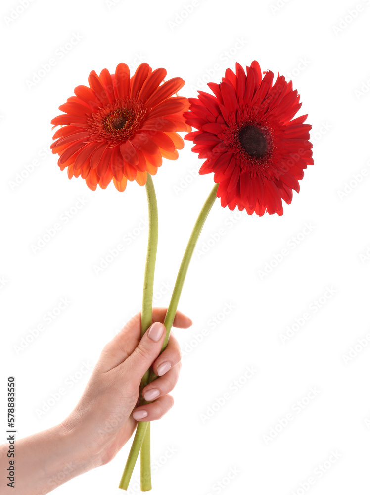 Woman holding beautiful gerbera flowers isolated on white background