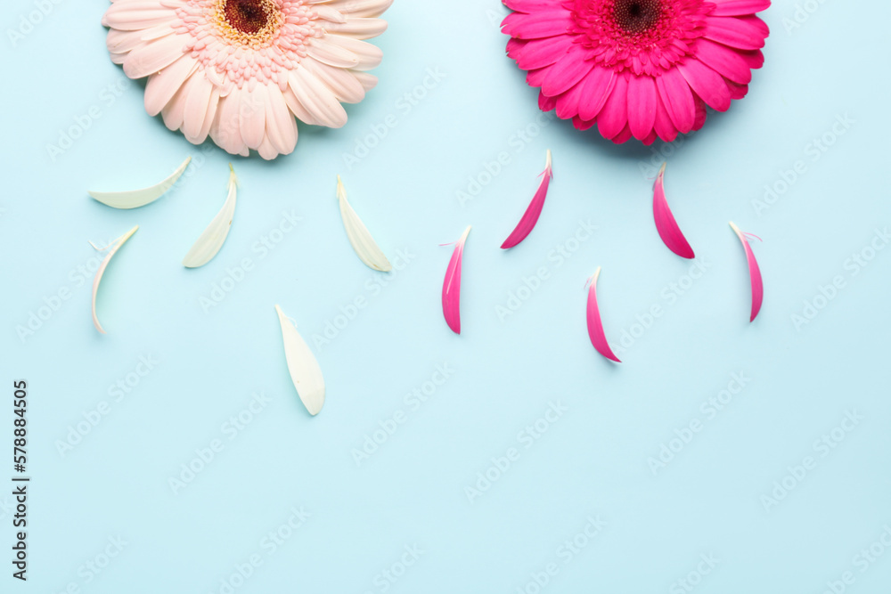 Beautiful gerbera flowers and petals on blue background