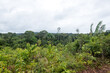 Idyllischer Ausblick auf Vegetation des Amazonas Regenwalds