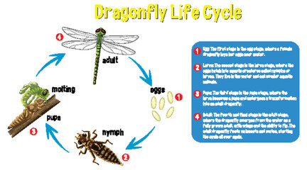 Sticker - Dragonfly Life Cycle Infographic