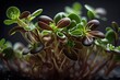 Brown lentil microgreens in a bunch. leaves grown from seeds or cuttings of the lens culinaris or lens esculenta plant and ready to consume. Getting up close and personal, in the sky. Photo