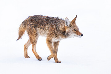 Wall Mural - beautiful photo of a wild coyote out in nature
