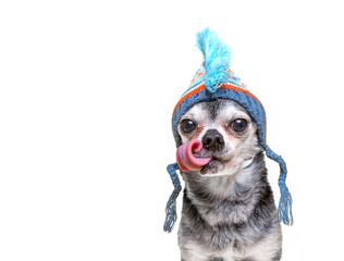 Wall Mural - Cute photo of a dog in a studio shot on an isolated background