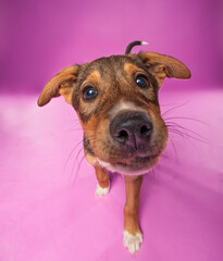 Wall Mural - studio shot of a cute dog on an isolated background