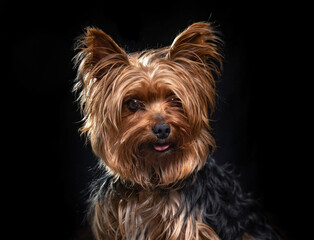 Wall Mural - studio shot of a cute dog on an isolated background