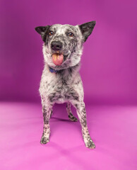 Wall Mural - studio shot of a cute dog on an isolated background