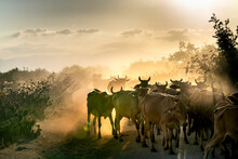 Stunning Image Of Large Cows Flock Returning To The Barn In The Sunset, After A Day Of Feeding In The Mountains In Binh Thuan Province, Vietnam