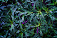 Green Leaves Pattern With Drop Of Water,leaf Tradescantia Spathacea Or Boat Lily, Candle Lily  In The Garden