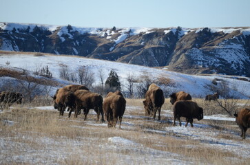 Wall Mural - bison in Theodore Roosevelt national park