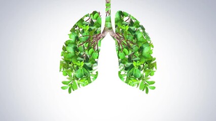 Wall Mural - Green trees shaped like human lungs conceptual image. lungs shape island isolated on white background- Earth day, world health or Environment day concept video. 