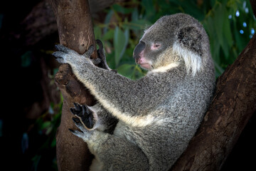 Canvas Print - Koala bear resting on the tree.