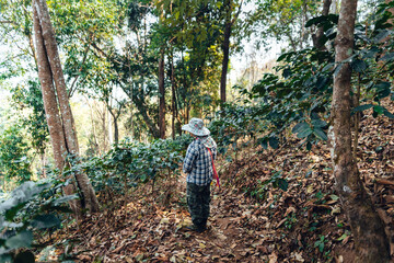 Canvas Print - agriculture in coffee plantation