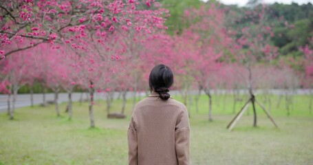 Wall Mural - Woman look at the sakura flower at garden