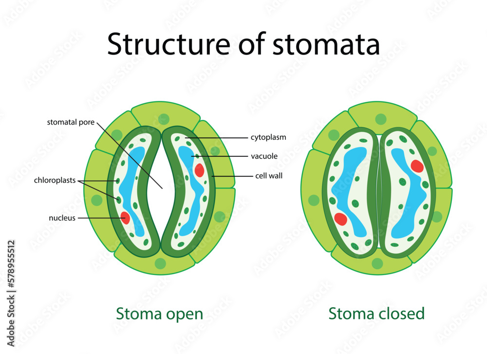 illustration of biology, Stomata opening and closing vector illustration. Labeled educational scheme, Structure of stomatal complex with open and closed stoma with titles