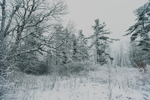 Snow Covered Trees In A Wooded Area