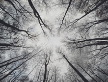 Looking Up At Bare Branches Of Tree Canopy From The Ground