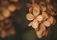 Close Up Of Brown Dried Hydrangea Flower