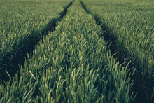 Green Field Of Wheat With Car Trail