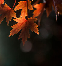 Autumn Orange Leaves Backlit Against Dark Background