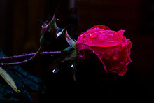 A Red Rose, Covered In Morning Dew, Stands Bright Against Shadow