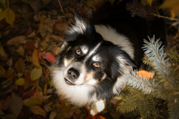 Autumn portrait of border collie. He is so cute in the leaves. He has so lovely face.