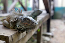 An Iguana On A Bench