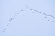 © Cavan Images - Migratory birds against a background of blue sky