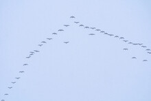 Migratory Birds Against A Background Of Blue Sky