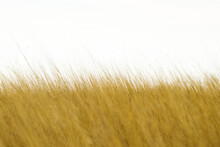 Scenic View Of A Tall Grass Field