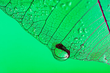 Wall Mural - dewy leaf skeleton texture, leaf background with veins and cells - macro photography