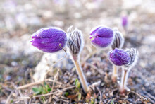 Dream-the Beautiful Grass Pulsatilla Patens Blooms In The Spring In The Mountains. The Golden Hue Of The Setting Sun. Atmospheric Spring Background. Delicate, Fragile Flowers In Selective Focus At