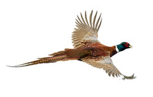 Pheasant Isolated On White Background Beautiful Peacock Flying Pic Transparent Png  