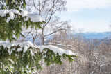 Fototapeta Dmuchawce - Winter beauty in the Ural taiga