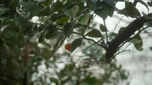 Last Mandarin On The Tree: Leaves Swaying In The Wind After Harvest Season